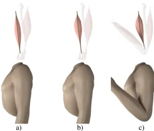 Figure 2. Influence of our muscle deformations on Implicit Skinning. Start- Start-ing from an input pose (a), the muscle is activated (b) and the arm flexed (c)