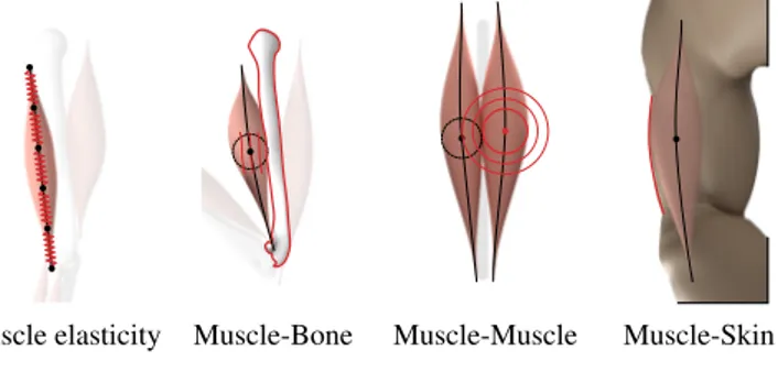 Figure 8. Constraints used to model muscle properties and interactions with surrounding elements.