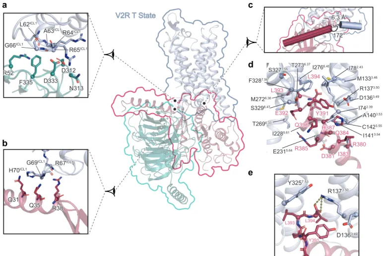 Figure 5 | Interface of the V2R T state with Gs a b c d eV2R T State L394L393E392 Y391Q390 H387R385 Q384D381 R380I383 I74 2.39M133 3.46D136 3.49R1373.50A140 3.53I1413.54C1423.55E2315.64I2285.61T2696.33M2726.36T2736.37I2766.40S3277.55F3287.56S3298.47 L394 Y