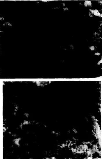 Figure  4  SEM  micrographs:  a,  1.5 floats;  b,  2.2 sinks 