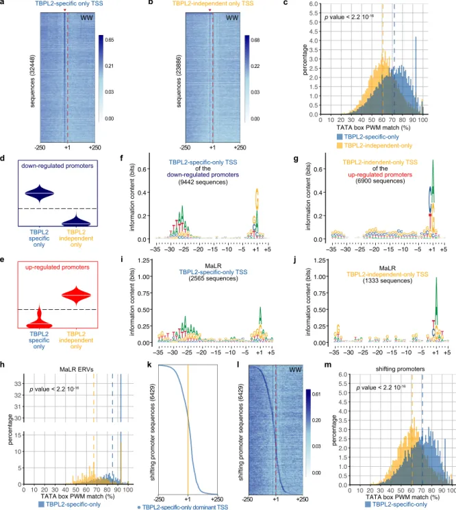 Fig. 4 | Core promoter regions of TBPL2 specific transcription units in P14 oocyte are enriched in TATA-like elements and are sharp