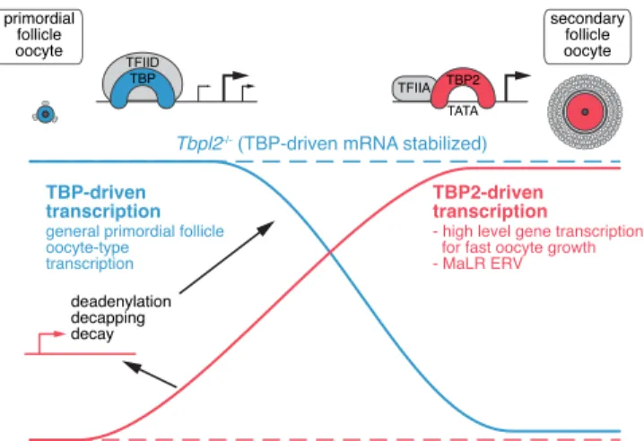 Fig. 5 | Transcriptome overhaul controlled by TBPL2/TFIIA during oocyte growth.