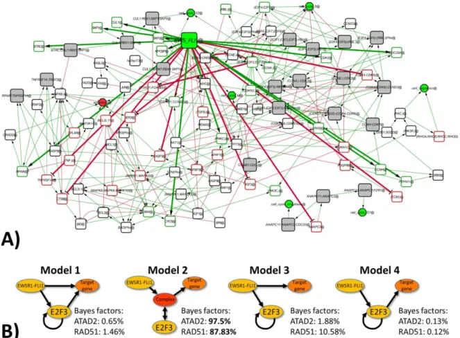 Figure  1:  Examples  of  mathematical  modeling  of  EwS  networks.  A)  Reverse-engineered  network  of  the  downstream effect of EWSR1-FLI1 leading to proliferation and cell cycle phenotypes