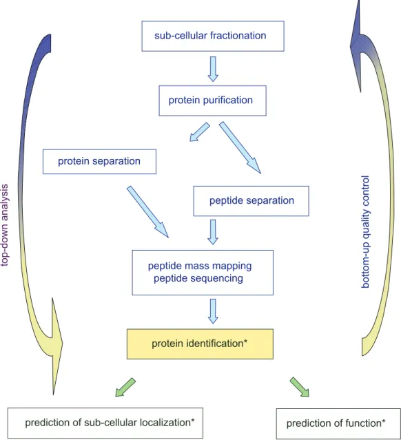 Figure 1. Bioinformatic tools in proteomic strategies. Different steps are required for protein identifi  cation in complex samples from  sub-cellular fractionation to mass spectrometry analysis