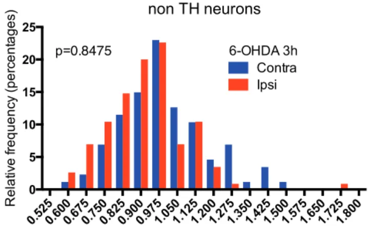 Figure EV2 Non TH neurons are not affected by 6-OHDA 