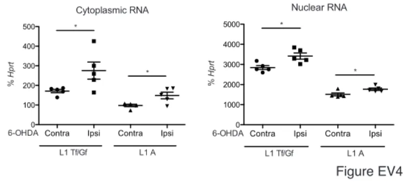 Figure  EV4  6-OHDA increases LINE-1 transcripts both in the cytoplasm and in the  nucleus 