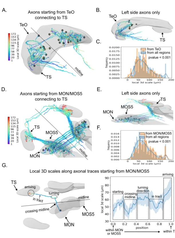 Figure 5: Local 3D scale of different axonal populations terminating in the zebrafish Torus Semicircularis (TS).