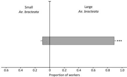 Figure 4. Mean proportion of N. villosa workers (± SEM) in bioassays with two Ae. bracteata plants of  different  sizes,  large  (80  cm)  vs