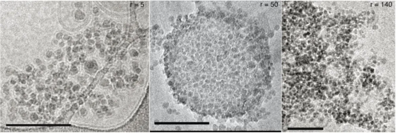 Figure S4. Effect of the number ratio r between the SiO 2  nanoparticles (SM30 Ludox ® ) and  DOPC liposomes, in a brine solution of 10 mM KCl at pH 5.5, one minute after the 