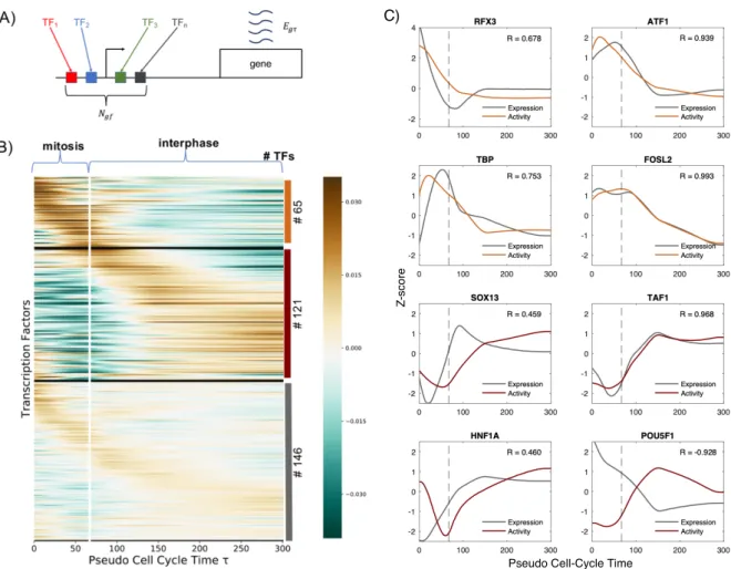 Fig 2: Transcription factor activity dynamics during mitosis and early G1 phase. A: Schematic representation of the model: the expression e gτ of the gene g at cell-cycle pseudotime τ is a linear combination of the activities of different transcription fac