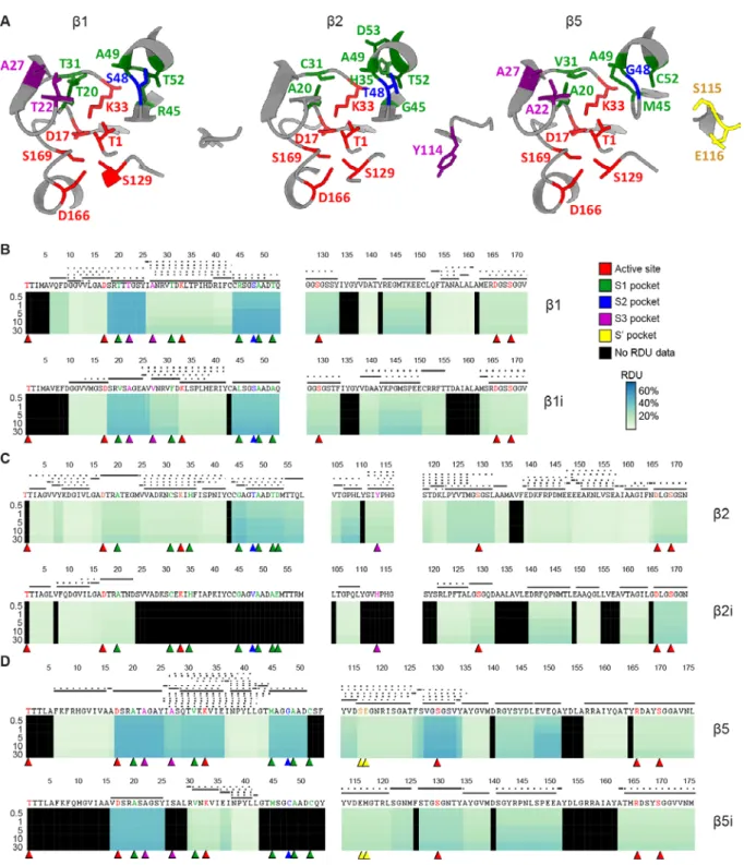 Figure 3. Comparison of the catalytic subunit solvent accessibilities.  (A) Representation of the three catalytic  subunits β1 (left), β2 (middle) and β5 (right) of the std20S (PDB: 5LE5)