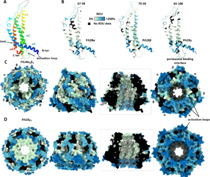 Figure 5. PA28 regulators  present flexible loops on both ends of the channel.  (A-B) Structure of monomeric  PA28α showing the 4-helix-bundle colored based on amino-acid numbering (A) or sum of hydrogen-deuterium  relative uptake accumulated over 30 min (