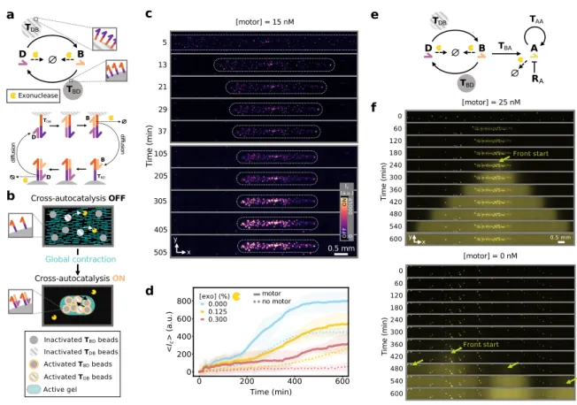 Figure 4: A globally-contracting active gel triggers the activation of downstream reaction net- net-works with temporal and spatial control