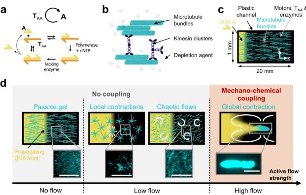Figure 1: In a reaction-diffusion active matter system, the coupling between the mechanical and the chemical subsystem is controlled by the strength of the active flow