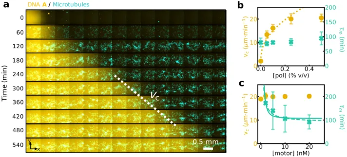 Figure 2: A DNA/enzyme reaction-diffusion front propagates normally inside a locally- locally-contracting cytoskeletal active gel and the dynamics of each subsystem can be independently tuned