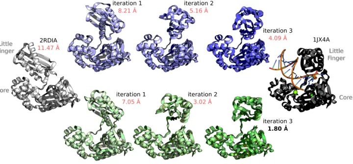 Fig. 5. DNA Polymerase conformational change upon binding to DNA and an incoming nucleotide