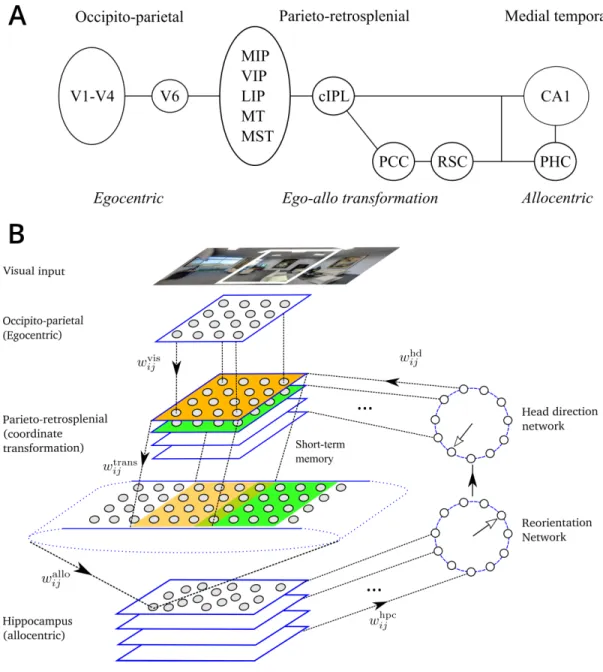 Figure 1. Model. A. Dorsal visual pathway of visuospatial information processing in primates (see text for details)