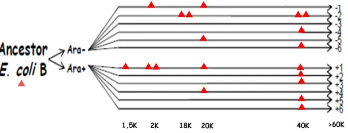 Figure  2:  Construction  of  crp-deletions  in  evolved  clones  sampled  from  the  LTEE