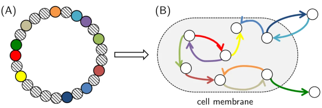 Figure  1  -  The  genome  codes  for  a  metabolic  network.  (A)  Each  active  gene  produces  enzymes catalysing reactions of the form s  → p, where enzyme activity is implicit