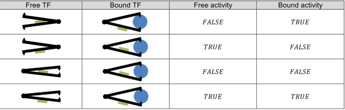 Table 2 – The TF is represented in black, its active site (the part which allow the TF to bind on the binding site) being  represented in green