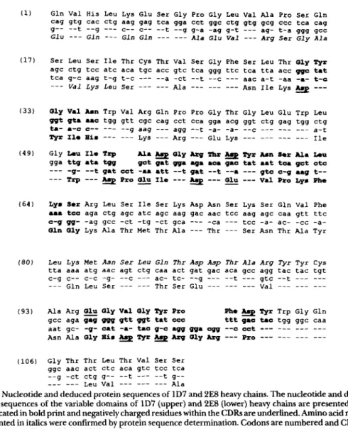Fig.  6.  Nucleotide and deduced protein sequences  of 1D7 and  2E8  heavy chains. The nucleotide and deduced  protein sequences of  the variable domains of  1D7 (upper) and  2E8  (lower) heavy chains are presented