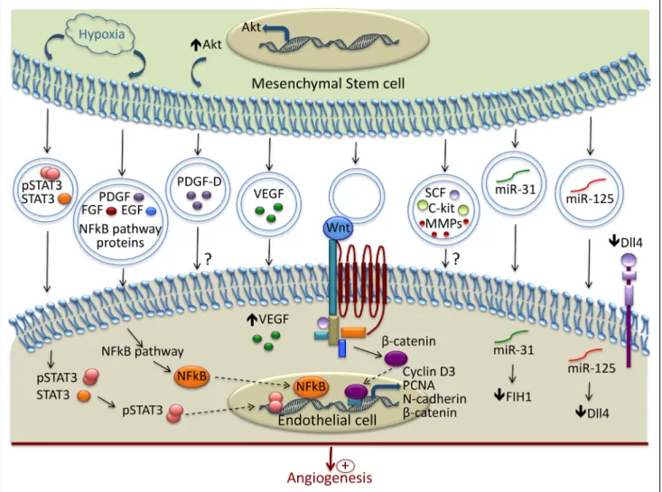 Figure 2 summarizes the main mechanisms involved in the  modulation of angiogenesis by MSC-derived EVs