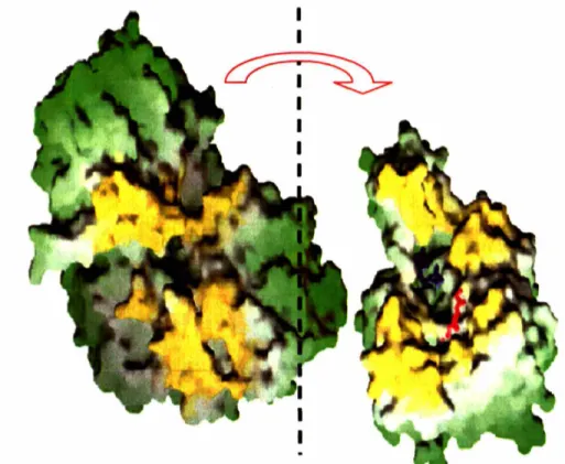 Figure 1.8- The PurF dimer (left) and PurD monomer (right) docking model proposed by the Ealick and Stubbe laboratories