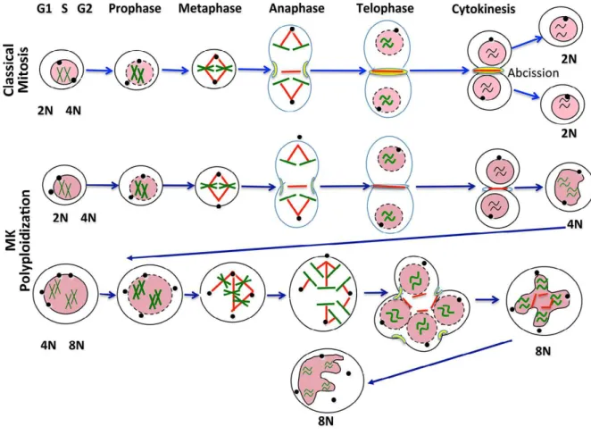 Figure 9: the endomitosis compared to the normal mitosis. It is possible, albeit less understood, for a MK 4n to perform  cytokinesis (so a true mitotic cycle), therefore the early endomitosis do not exclude a mitosis 74 