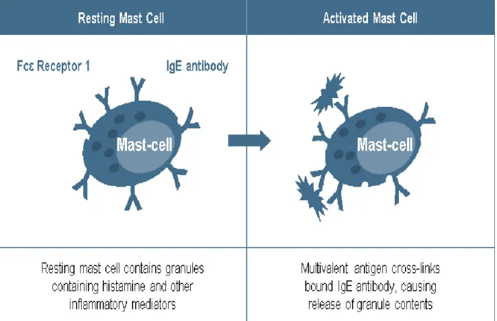 Figure 11 : Activation du Mastocyte. Le Mastocyte en état de repos et le Mastocyte  après  activation  et  dégranulation