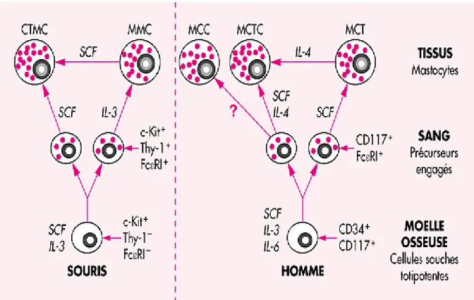 Figure 14 : La différenciation mastocytaire chez la souris et chez l'homme à partir  de  la  cellule  souche  médullaire  : MMC  :  mastocyte  muqueux  ;  CTMC  :  mastocyte  du  tissu  conjonctif  ;  MCC  :  mastocyte  tryptase - chymase  + 