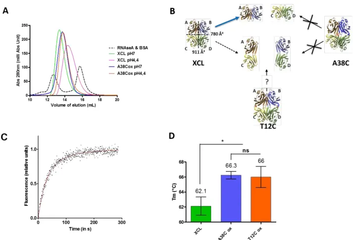 Figure 5 A) SEC was performed at two different pH values with XCL and the A38C oxidized mutant