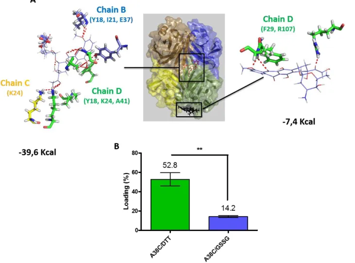 Figure 6 A) Docking and molecular dynamic were realized with doxorubicin inside and outside of the protein