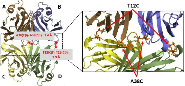 Figure 2 Schematic representation of the position of disulfide bridges on the tetramer protein