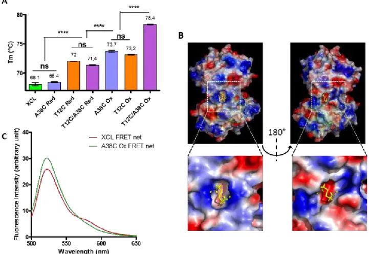 Figure 3 A) DSF experiments were realized with indicated protein under oxidative (Ox) or reducing (Red) conditions