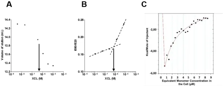 Figure  4  A)  SEC  was  carried  out  with  a  concentration  range  between  10µM  and  4nM  of  XCL