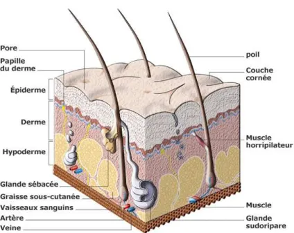 Figure 1.6  Structure de la peau humaine (extrait de www.futura-sciences.com).