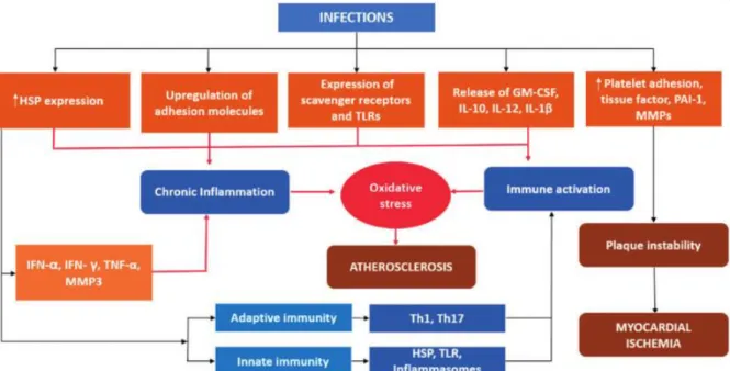 Figure  9 :  Schéma  des  mécanismes  pathogéniques  induits  par  l’infection  chronique  et  leur  rôle  dans  l’athérosclérose  (Pothineni et al., 2017)