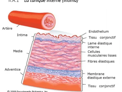 Figure 11 : Schéma représentant une artère de moyen calibre et ses trois  tuniques : l’intima, la média et l’adventice