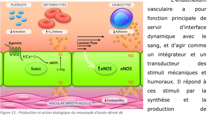 Figure 15 : Production et action biologique du monoxyde d’azote dérivé de  l’endothélium vasculaire (Gimbrone et Garcia-Cardena, 2016)