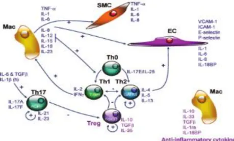 Figure  22 :  Cellules  impliquées  dans  la  production  de  cytokines  pro-inflammatoires