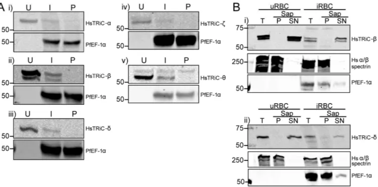 Figure 1. RBC contain TRiC subunits in the cytosolic fraction