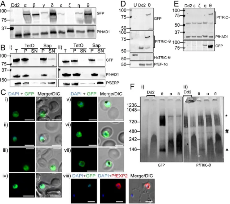 Figure 3. GFP-tagged PfTRiC subunits also form high molecular weight complexes in the  parasite cytosolic fraction