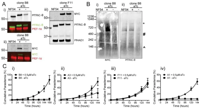 Figure 5. PfTRiC-θ is essential for parasite growth, and loss of the TRiC-θ subunit results in loss  of the high molecular weight complex