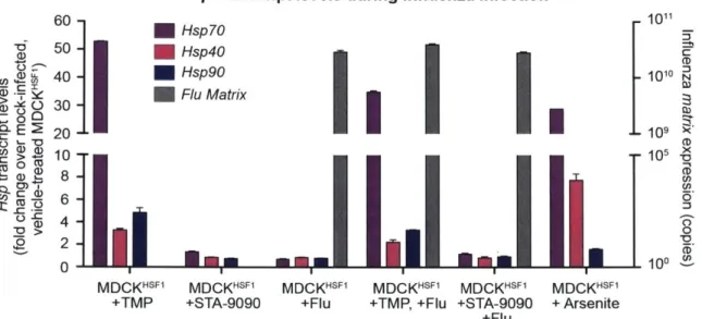 Figure  2.  3.  3  Heat shock protein transcript expression  during influenza infection  in modulated  proteostasis environments.