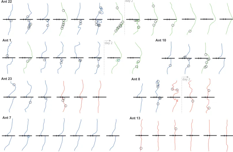 Figure S1. Route shape and scanning ontogeny for individual ants.  Related to Figure 2