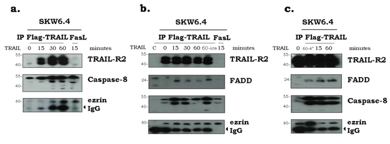 Figure 4.2. Ezrin is present in TRAIL immunoprecipitates of SKW6.4 cells. SKW6.4 cells were stimulated with  5 µg/ml Flag-TRAIL cross-linked to 10 µg/ml of anti-Flag (M2) antibody or Fas ligand for the indicated time