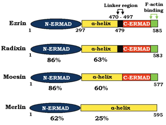 Figure 1.13. Domain organization of ERM proteins. Comparison of the domain organization between ERM and  merlin  (members  of  the  4.1  superfamily)