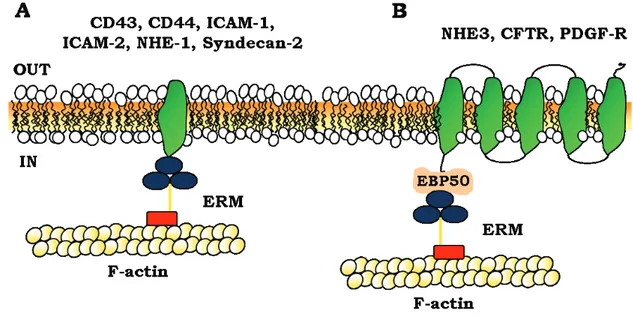 Figure 1.15. Model for  ERM association to membrane proteins. Ezrin,  Radixin  and Moesin  can direct bind to  transmembrane  proteins  (A)  or  indirectly  through  adaptor  proteins,  such  as  EBP50  and  E3KARP  (B)