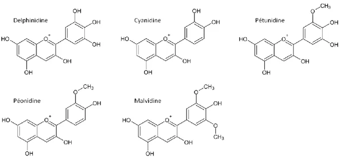 Figure  13 :  Formules  chimiques  de  certaines  des  principales  anthocyanidines  présentes dans le vin rouge