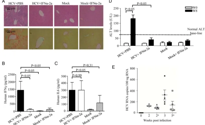 Figure 6 Interferon alpha 2a (IFN α -2a) treatment prevents disease progression in mice infected with HCV